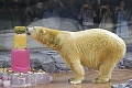 Smutná správa zo singapurskej zoo: Zomrel jediný ľadový medveď z trópov