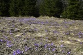 Na tatranských lúkách sa objavili vzácne rastliny: Tieto kvety netrhajte, hrozí vám pokuta!