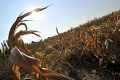 Extrémne suchý rok v Európe: V týchto troch štátoch bola situácia najkritickejšia!