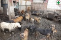 Poľskí ochranári objavili zvierací tábor smrti: Nechutné zábery vám vženú do očí slzy!