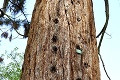 Smutný osud 200-ročnej sekvoje v Kremnici: Legendárny strom čaká to najhoršie