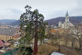 Smutný osud 200-ročnej sekvoje v Kremnici: Legendárny strom čaká to najhoršie