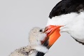 Finalisti fotografickej súťaže: Získa si vás vysmiaty tuleň, hladný medveď či roztomilé vtáča?