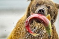 Finalisti fotografickej súťaže: Získa si vás vysmiaty tuleň, hladný medveď či roztomilé vtáča?