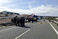Nehoda kamióna vyvolala chaos: Po diaľnici sa potulovali slony!