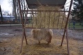 Bezcitní vandali úradovali v Lučenci: Otrávili nevinné zvieratká v minizoo!