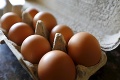 Milióny vajec musia zmiznúť z českého trhu kvôli hrozbe salmonely: Dostali sa aj na Slovensko?