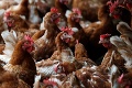 Na Slovensku sa opäť objavila vtáčia chrípka: Chovatelia by mali byť opatrní