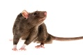 Slová slovenského deratizéra vás budú ešte dlho mátať: Kde končia mŕtve potkany?!