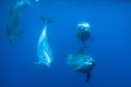 Austrálski dobrovoľníci sú zúfalí: V zálive uviazlo 150 delfínov, zachrániť sa im podarilo len hŕstku z nich!