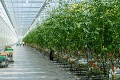 Farma na západe Slovenska produkuje paradajky aj v zime: Chémiu nahrádza niečo úplne iné