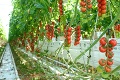 Farma na západe Slovenska produkuje paradajky aj v zime: Chémiu nahrádza niečo úplne iné
