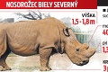 Posledného nosorožca museli navždy uspať: Aj týmto zvieratám hrozí vyhynutie