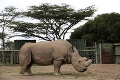 Posledného nosorožca museli navždy uspať: Aj týmto zvieratám hrozí vyhynutie