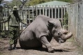 V Keni uhynul samec nosorožca: Bol posledným svojho druhu