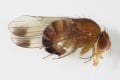 Na Slovensku sa usalašil nový invázny druh hmyzu: Čím hrozí ázijská mucha?