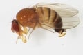 Na Slovensku sa usalašil nový invázny druh hmyzu: Čím hrozí ázijská mucha?