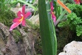 Unikátna výstava orchideí v Košiciach: Ak ich pestujete, tieto informácie musíte vedieť