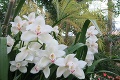 Unikátna výstava orchideí v Košiciach: Ak ich pestujete, tieto informácie musíte vedieť