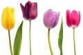 Čo znamená, ak niekomu darujete ružu či tulipán? Každý kvet vyjadruje niečo iné