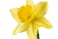 Čo znamená, ak niekomu darujete ružu či tulipán? Každý kvet vyjadruje niečo iné