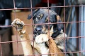 Také zlé to v Malackách ešte nebolo: Polícia zastavila odchyt túlavých psov, niet ich kam dávať!