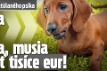 Manželia si osvojili zatúlaného psíka: Ozvali sa pôvodní majitelia, musia zacvakať tisíce eur!