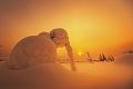 Zima vo Fínsku premenila prírodu na ľadové kráľovstvo: Čo sa skrýva pod týmto slonom?