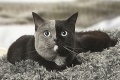 Mačka dvoch tvárí: Keď zbadáte druhú polovicu fotky, ostanete v úžase!
