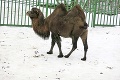 Tuhej zime čelia aj zvieratá v košickej zoo: Kto nemôže vystrčiť von ani nos?