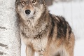 Za sezónu zastrelili na Slovensku 40 vlkov: Dravec však pritom môže ľudí chrániť