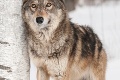 Za sezónu zastrelili na Slovensku 40 vlkov: Dravec však pritom môže ľudí chrániť