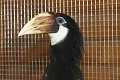 V košickej zoo pribudlo unikátne zviera: Takto vyzerá najväčší zobákorožec na svete!