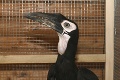 V košickej zoo pribudlo unikátne zviera: Takto vyzerá najväčší zobákorožec na svete!