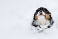 Zvieratá videli prvýkrát sneh: Brrr, to je studené!