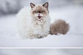 Zvieratá videli prvýkrát sneh: Brrr, to je studené!