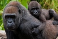 Smutná správa pre milovníkov zvierat: Zomrela najstaršia gorila