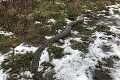 Záhadná smrť anakondy pri Devínskom jazere: Výsledky pitvy prezradili príčinu úmrtia!