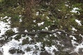 Záhadná smrť anakondy pri Devínskom jazere: Výsledky pitvy prezradili príčinu úmrtia!
