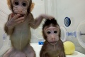 Obrovský pokrok čínskych vedcov: Naklonovali prvé primáty