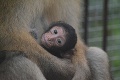 Číňania prvýkrát naklonovali opice: Urobia to isté s ľuďmi? Odpoveď vedcov hovorí za všetko