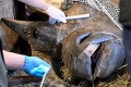 Samici nosorožca Doris trhali zlomený zub: Budete čumieť, čo jej vydolovali z úst!