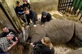 Samici nosorožca Doris trhali zlomený zub: Budete čumieť, čo jej vydolovali z úst!