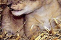 Švédska zoo šokovala celý svet: Riaditeľ dal zabiť 9 nevinných a zdravých levíčat!