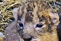 Švédska zoo šokovala celý svet: Riaditeľ dal zabiť 9 nevinných a zdravých levíčat!