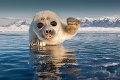 Takto pózuje jediný sladkovodný tuleň na svete: Čauky, Slovensko!