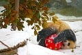Panda veľká v čínskej ZOO: Sneh jej vôbec neprekáža