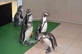 Špeciálna udalosť v Košickej zoo: To, čo sa tam stalo u tučniakov pred novým rokom, je dobré pre celý svet!