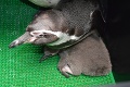 Špeciálna udalosť v Košickej zoo: To, čo sa tam stalo u tučniakov pred novým rokom, je dobré pre celý svet!