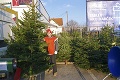 Košice zatočili so škaredým osudom vianočných stromčekov: Keď ho po sviatkoch dáte SEM, urobíte dobrú vec!